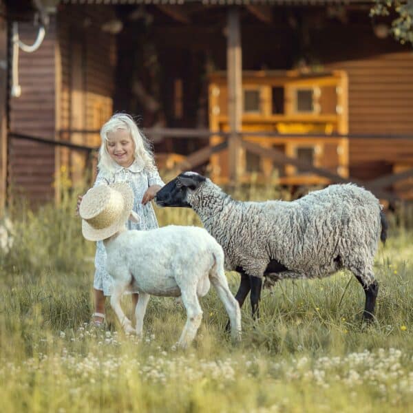 Wollsocken sind frei von Mulesing